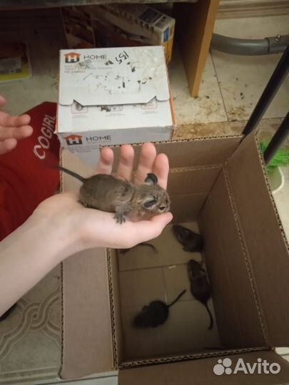 Чилийские белки дегу