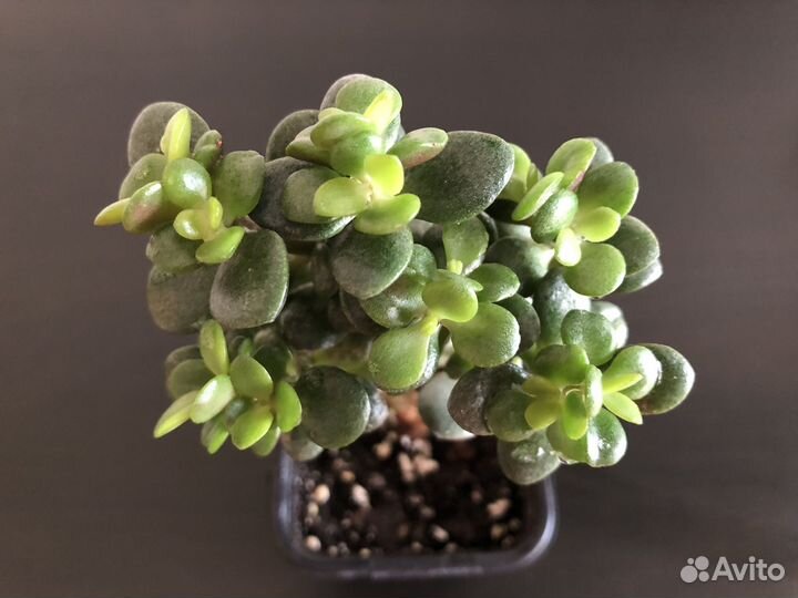 Крассула минор (толсянка)