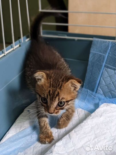 Симба ищет дом