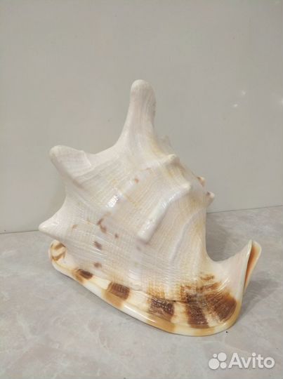 Большая морская раковина