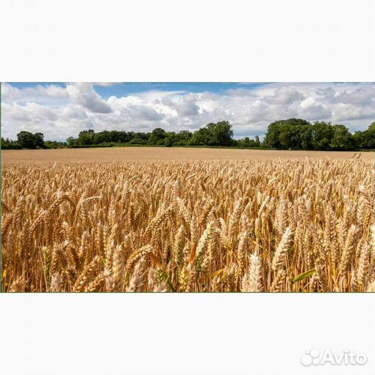 Семена гречихи, сои, эспарцета