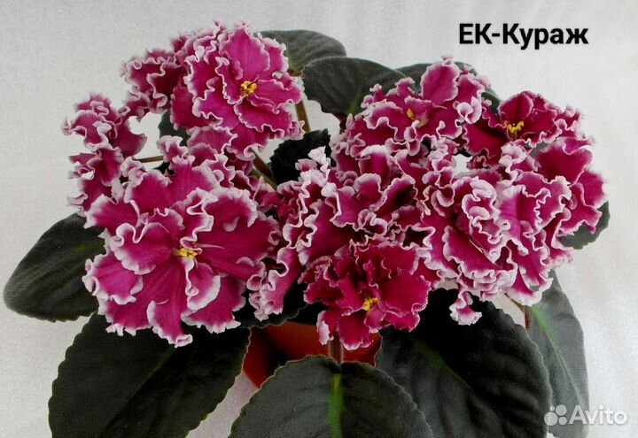 Детки сортовых фиалок