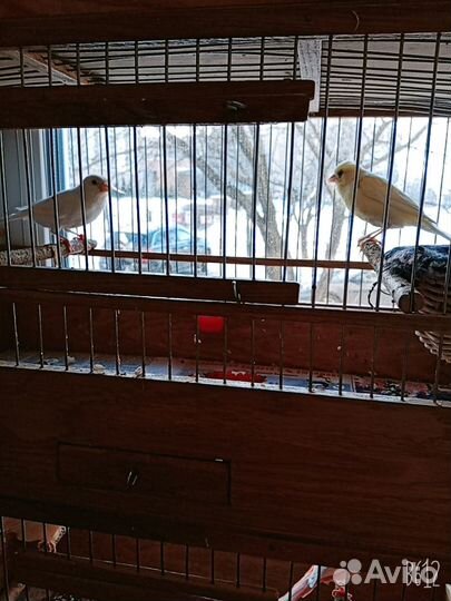 Животные/птицы