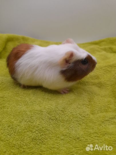 Морская свинка кристед