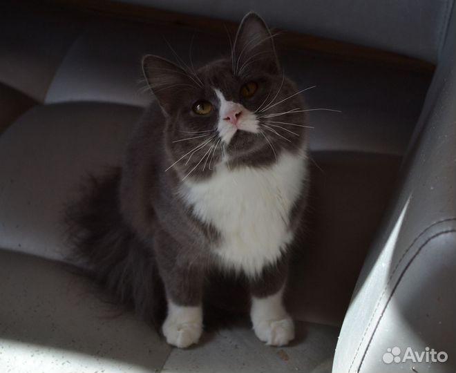 Сибирская кошечка в дар