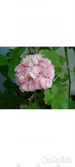 Герань пеларгония