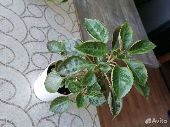 Фикус микрокарпа, отростки