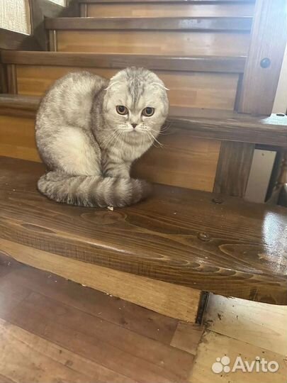 Британская кошечка