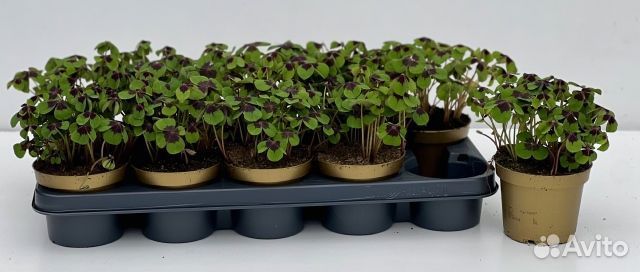 Комнатные растения на заказ