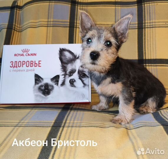 Щенки норвич терьера