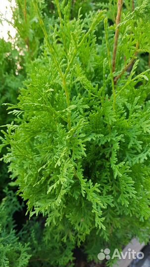 Туя колумна