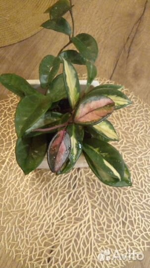 Хойя триколор