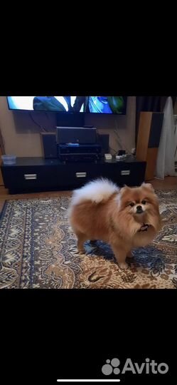 Померанский шпиц