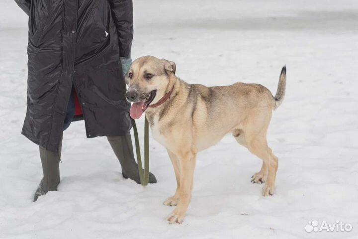 В приюте больному Линдору не выжить