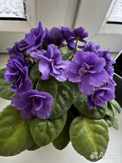 Сортовые фиалки