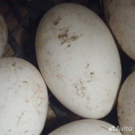 Гусиные инкубационные яйца