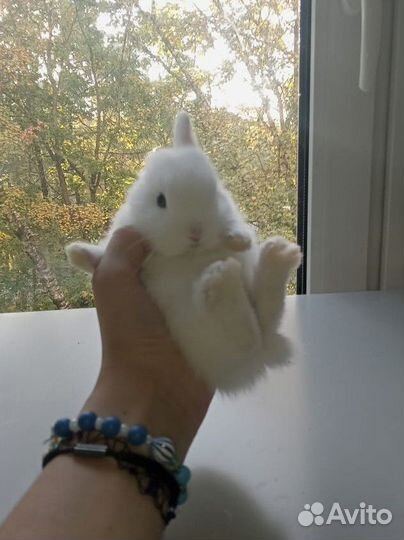 Карликовые кролики