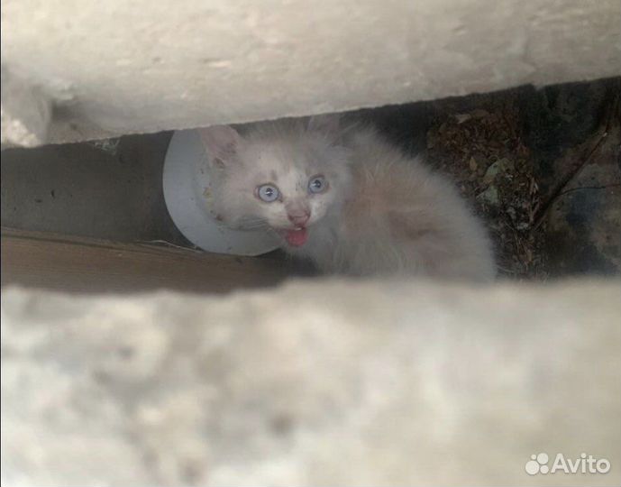 Котенок в ужасном состоянии