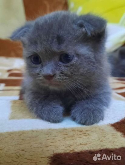 Шотландская