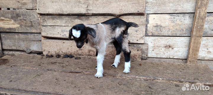 Козы дойные