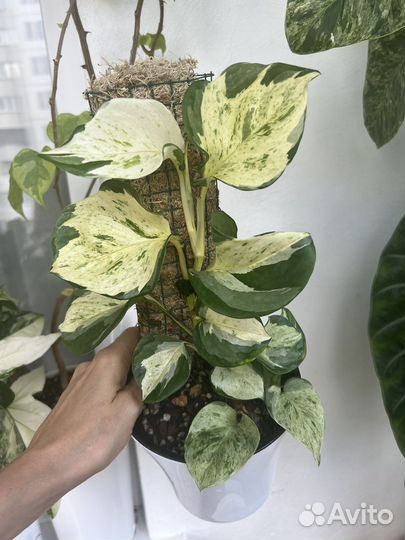 Эпипремнум