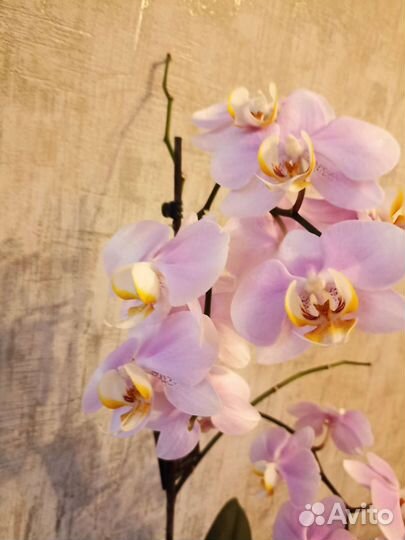 Орхидея фаленопсис