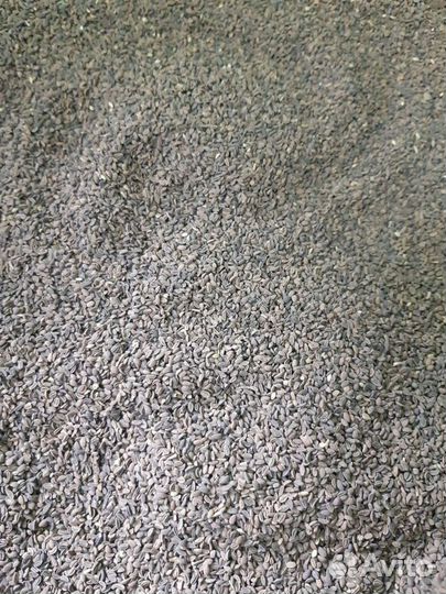 Семена фацелии