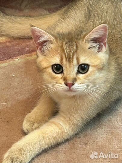 Шотландская прямоухая кошечка золотого окраса