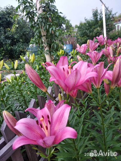 Лилии на срез