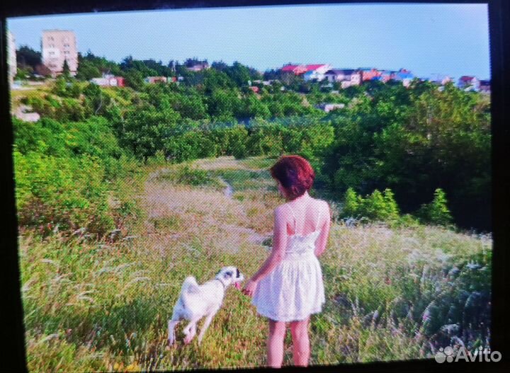 Выгул собак