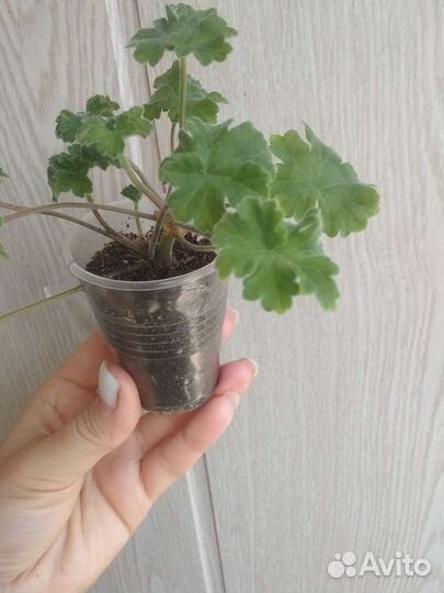 Пеларгония Ириол Перламутр