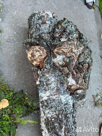 Кап (сувель) берёзовый