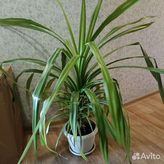 Пальма панданус