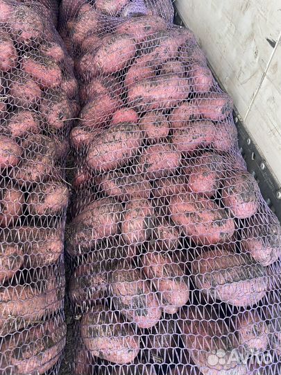 Картофель красный опт