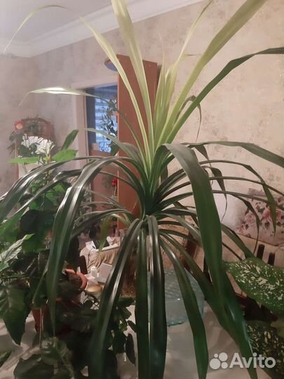 Комнатные цветы объёмные