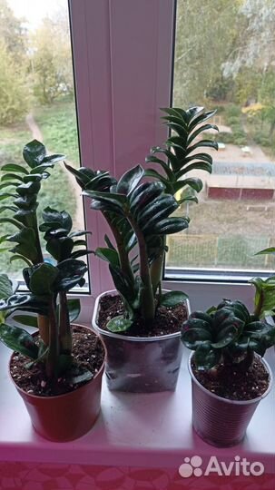 Замиокулькас Зензи