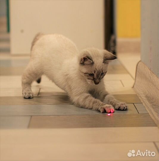 Тася, тайская кошечка в дар, 3 мес