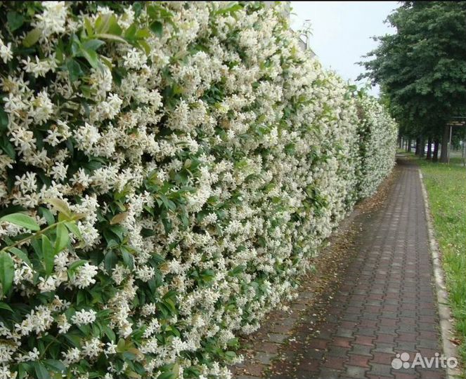 Бирючина обыкновенная (живая изгородь)