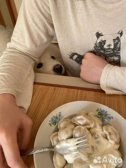 Выгулы Догситтер передержка собак догняня ВДНХ