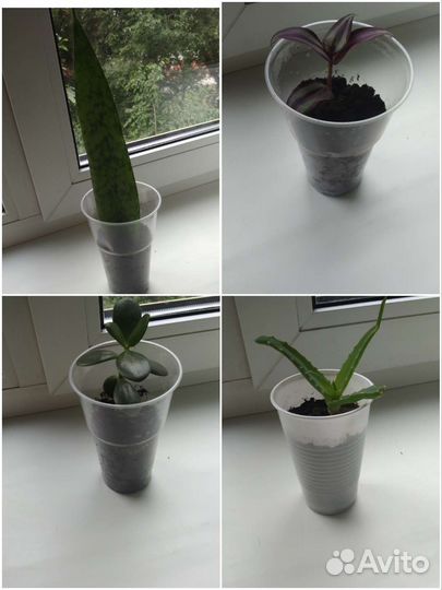 Алое, сансевиерия, толстянка, традесканция