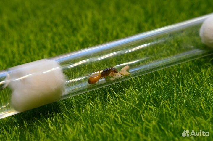 Муравьи жнецы, экзотические муравьи