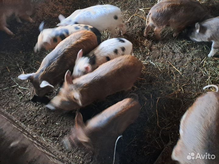 Поросята