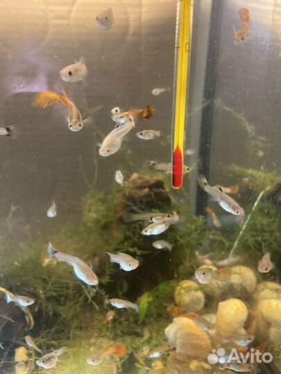 Рыбки гуппи