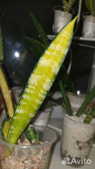 Сансевиерия Форескейт