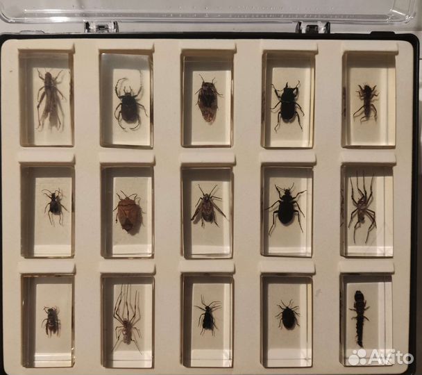 Насекомые и их знакомые