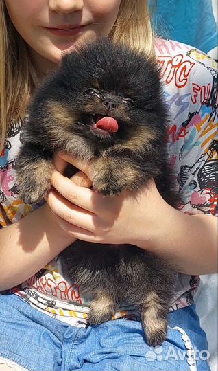 Померанский шпиц мини кукла беби фейс