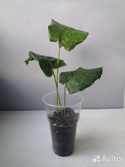 Калатея нетворк мозаичная