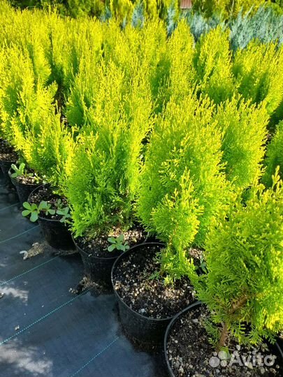 Туя восточная Ауреа нана