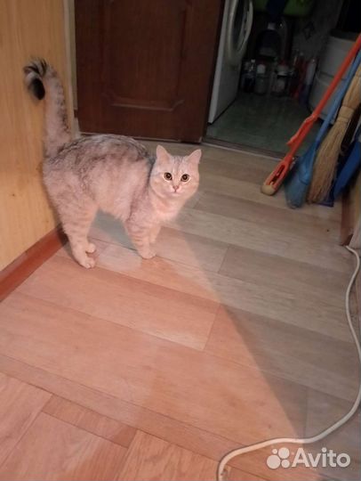 Котик в добрые руки