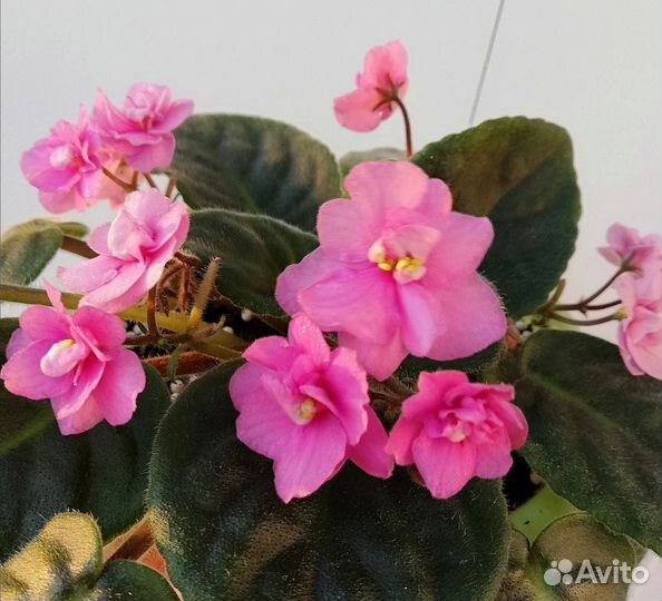 Фиалка цветущая